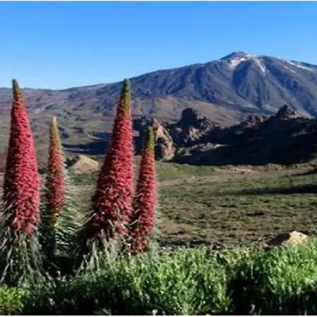 Lejlighed Primavera *